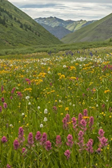 Images Dated 29th July 2015: USA, Colorado, San Juan Mountains. Wildflowers in Maggies Gulch