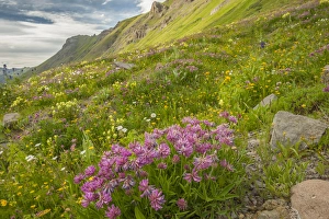 Images Dated 29th July 2015: USA, Colorado, San Juan Mountains. Wildflowers in Maggies Gulch