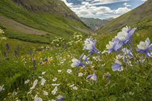 Images Dated 29th July 2015: USA, Colorado, San Juan Mountains. Wildflowers in Maggies Gulch