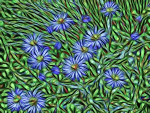 Images Dated 4th May 2019: USA, Colorado, San Juan Mountains. Abstract photo of showy fleabane flowers. Credit as