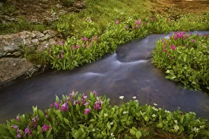Prints of USA, Colorado, San Juan Mountains. Rushing stream and flowers scenic. Credit as: Don Grall / Jaynes Gallery / DanitaDelimont.com Images Dated 2017 December: USA, Colorado, San Juan Mountains. Rushing stream and flowers scenic