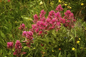 Prints of USA, Colorado, San Juan Mountains. Rosy paintbrush flowers in Yankee Boy Basin. Credit as: Don Grall / Jaynes Gallery / DanitaDelimont.com Images Dated 2017 December: USA, Colorado, San Juan Mountains. Rosy paintbrush flowers in Yankee Boy Basin. Credit as