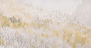 Images Dated 3rd November 2018: USA, Colorado, San Juan Mountains. Freshly falling snow on aspen forest. Credit as