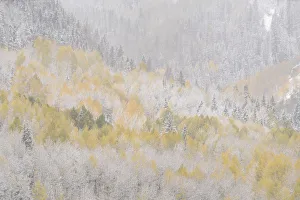 Images Dated 20th November 2018: USA, Colorado, San Juan Mountains. Freshly falling snow on aspen forest. Credit as
