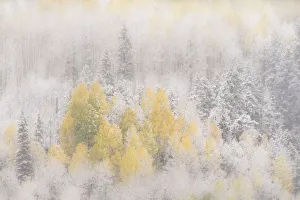 Images Dated 4th November 2018: USA, Colorado, San Juan Mountains. Freshly falling snow on aspen forest. Credit as