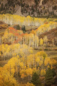 Slope Prints: USA, Colorado, San Juan Mountains