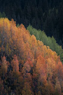 San Juan Mountain Prints: USA, Colorado, San Juan Mountains. Autumn-colored aspen trees on mountain slope
