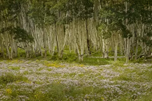 Images Dated 14th January 2022: USA, Colorado, San Juan Mountains. Wildflowers in mountain meadow