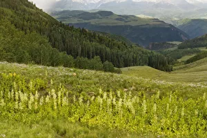Images Dated 14th January 2022: USA, Colorado, San Juan Mountains. Summer mountain landscape