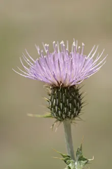 Images Dated 14th January 2022: USA, Colorado, San Juan Mountains. Thistle flower close-up