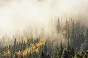 San Juan Mountain Prints: USA, Colorado, San Juan Mountains. Sunrise fog in forest