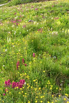 Images Dated 15th November 2021: USA, Colorado, San Juan Mountains. Field of wildflowers
