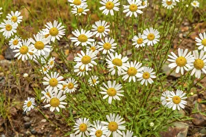 Images Dated 15th November 2021: USA, Colorado, San Juan Mountains. Close-up of daisies