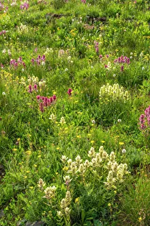 Images Dated 15th November 2021: USA, Colorado, San Juan Mountains. Field of wildflowers