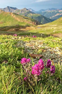 Images Dated 15th November 2021: USA, Colorado, San Juan Mountains. Hurricane Pass and wildflowers