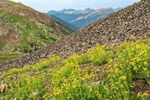 Images Dated 15th November 2021: USA, Colorado, San Juan Mountains. Hurricane Pass and wildflowers