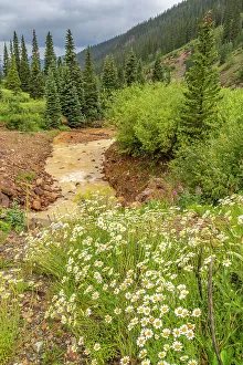 Images Dated 15th November 2021: USA, Colorado, San Juan Mountains. Scenic with Cement Creek and daisies