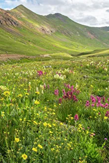 Images Dated 15th November 2021: USA, Colorado, San Juan Mountains. Landscape with wildflowers in California Pass