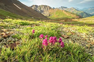 Images Dated 15th November 2021: USA, Colorado, San Juan Mountains. Hurricane Pass and wildflowers