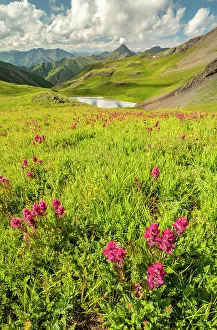 Images Dated 15th November 2021: USA, Colorado, San Juan Mountains. Indian paintbrush flowers and lake in Placer Gulch