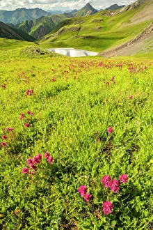 Images Dated 15th November 2021: USA, Colorado, San Juan Mountains. Indian paintbrush flowers and lake in Placer Gulch