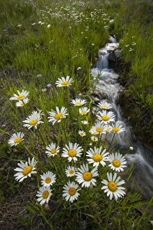Images Dated 26th May 2013: USA, Colorado, San Juan Mountains. Daisies next to stream