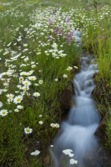 Rushing Prints: USA, Colorado, San Juan Mountains. Daisies next to stream