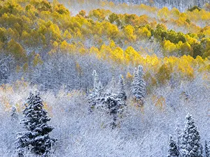 Images Dated 5th August 2020: USA, Colorado, San Juan Mts. Fresh snow on aspens in the fall