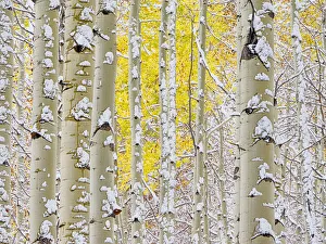 Images Dated 5th August 2020: USA, Colorado, San Juan Mts. Fresh snow on aspens in the fall