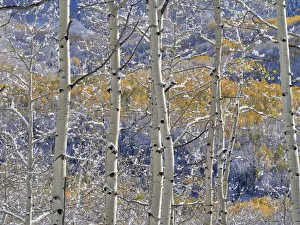 Images Dated 5th August 2020: USA, Colorado, San Juan Mts. Fresh snow on aspens in the fall