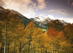 USA, Colorado, San Juan National Forest, Aspen tree (populus tremuloides) with snowcapped