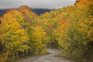 Images Dated 1st October 2014: USA, Colorado, San Juan National Forest. Autumn-colored aspen trees and road. Credit as