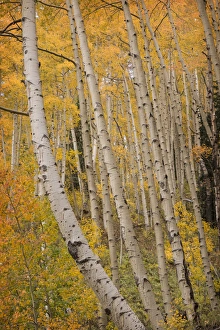 Images Dated 1st October 2014: USA, Colorado, San Juan National Forest. Close-up of autumn-colored aspen trees. Credit as