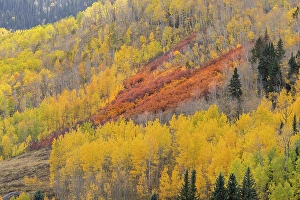 Mountainside Prints: USA, Colorado, San Juan National Forest