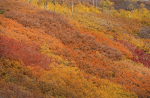 Don Grall Prints: USA, Colorado, San Juan National Forest