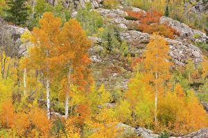 Don Grall Prints: USA, Colorado, San Juan National Forest