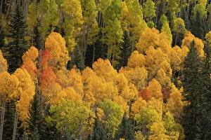 New Images March 2025 Part 2 Prints: USA, Colorado, San Juan National Forest