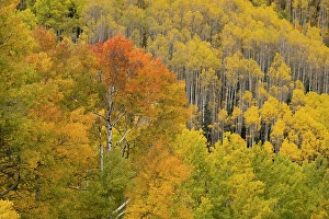 New Images March 2025 Part 2 Prints: USA, Colorado, San Juan National Forest