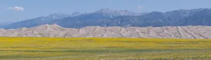 Sunflower Prints: USA, Colorado, San Luis Valley