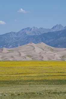 USA, Colorado, San Luis Valley, Great Sand Dunes National Park. Wild sunflowers with the Sangre de Cristo mountain range in the distance