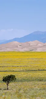 USA, Colorado, San Luis Valley, Great Sand Dunes National Park. Wild sunflowers with sand dunes and Sangre de Cristo mountain range in distance