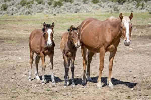 Images Dated 22nd September 2018: USA, Colorado, San Luis. Wild horse adult and foals