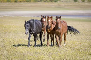 Images Dated 22nd September 2018: USA, Colorado, San Luis. Wild horse adults