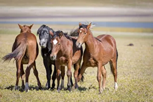 USA, Colorado, San Luis. Wild horse adults. Credit as: Fred Lord / Jaynes Gallery / DanitaDelimont