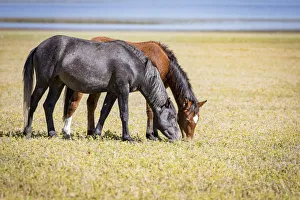 Images Dated 22nd September 2018: USA, Colorado, San Luis. Wild horse adults grazing