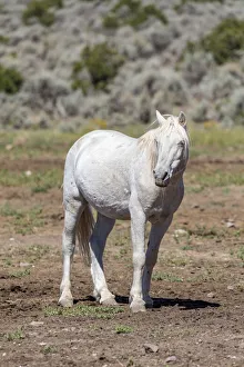 USA, Colorado, San Luis. Wild horse alone. Credit as: Fred Lord / Jaynes Gallery / DanitaDelimont