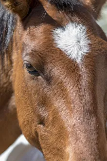 Images Dated 22nd September 2018: USA, Colorado, San Luis. Wild horse close-up