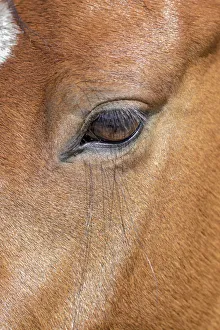 USA, Colorado, San Luis. Wild horse head close-up. USA, Colorado, San Luis. Credit as