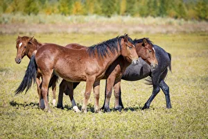 Foal Prints: USA, Colorado, San Luis. Wild horse herd