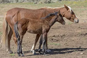 Foal Prints: USA, Colorado, San Luis. Wild horse mare and foal